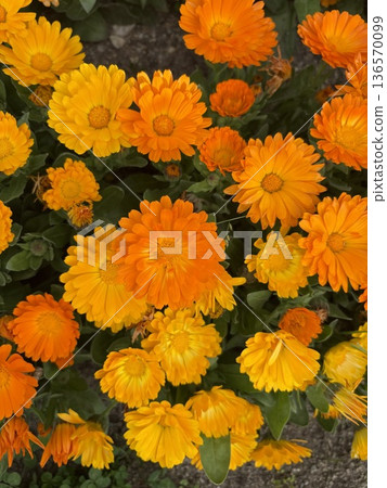 黃花 黃花 136570099