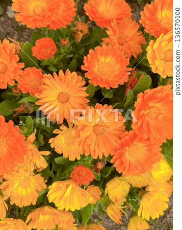 Colorful flowers 136570100