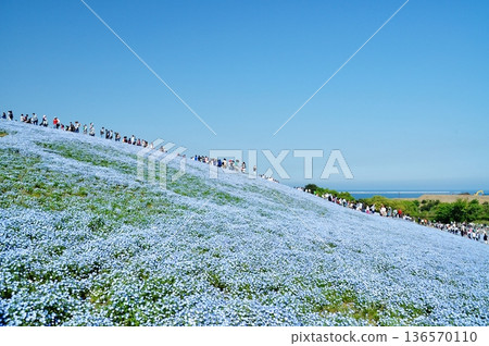 日立海濱公園山坡上盛開的粉蝶花 136570110