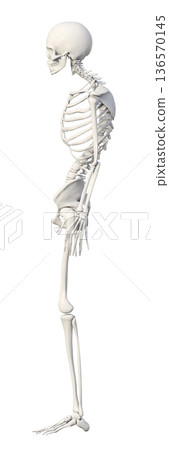 Skeletal specimen posture illustration of a hunched skeleton whole body sideways 136570145
