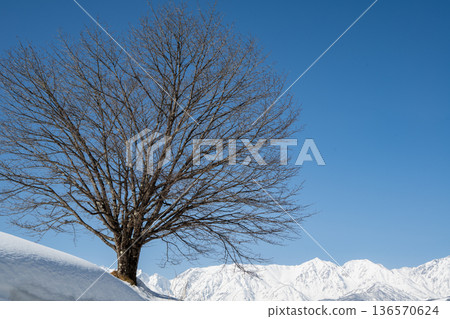 Cherry trees and the Northern Alps in winter, Hakuba Village, Nagano Prefecture Cherry trees and the Northern Alps in winter, Hakuba Village, Nagano Prefecture 136570624