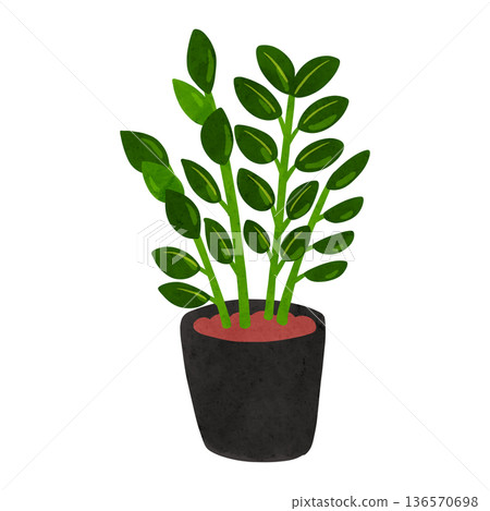 澤米庫爾卡斯盆栽植物水彩手繪插圖 澤米庫爾卡斯盆栽植物水彩手繪插圖 136570698