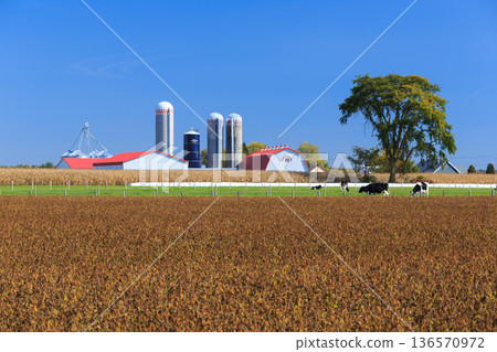 Canadian agriculture and dairy farming landscape 136570972