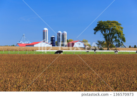 Canadian agriculture and dairy farming landscape 136570973