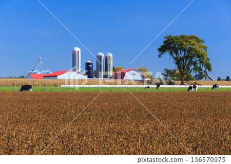 Canadian agriculture and dairy farming landscape 136570975