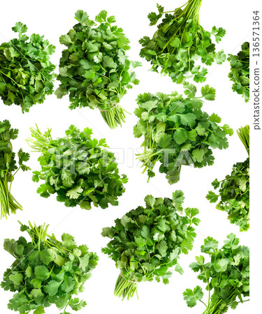 Multiple cilantro bunches arranged in a seamless pattern, isolated on white background, concept of freshness and organic herbs 136571364