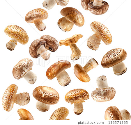 Collection of wild mushrooms with detailed textured caps, isolated on white background. Concept of fungi diversity Collection of wild mushrooms with detailed textured caps, isolated on white background. Concept of fungi diversity 136571365