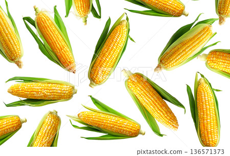 Juicy corn cobs with green husks displayed in seamless layout, isolated on white backdrop, concept of organic food and harvest Juicy corn cobs with green husks displayed in seamless layout, isolated on white backdrop, concept of organic food and harvest 136571373