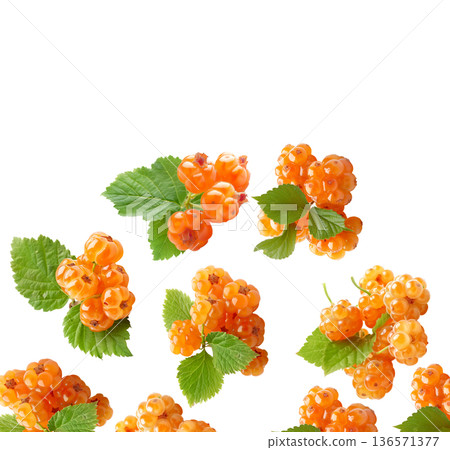 Multiple ripe orange cloudberry clusters with green leaves scattered and isolated on white background, fresh fruit harvest concept Multiple ripe orange cloudberry clusters with green leaves scattered and isolated on white background, fresh fruit harvest concept 136571377