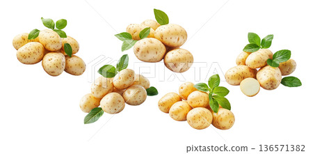 Multiple clusters of fresh raw potatoes with green leaves isolated on a white background, organic food and harvest concept Multiple clusters of fresh raw potatoes with green leaves isolated on a white background, organic food and harvest concept 136571382