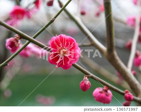 紅色李子開花的春天花 136571997