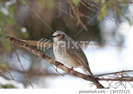 Brown-eared ... Brown-eared ... 136572125