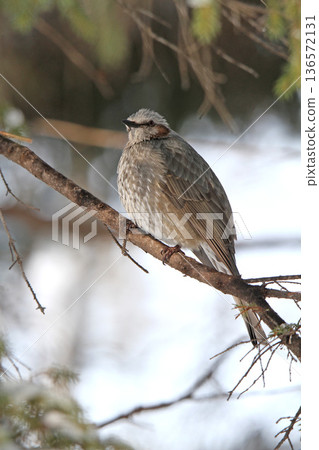 Brown-eared ... Brown-eared ... 136572131