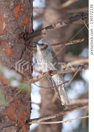 Brown-eared ... Brown-eared ... 136572136