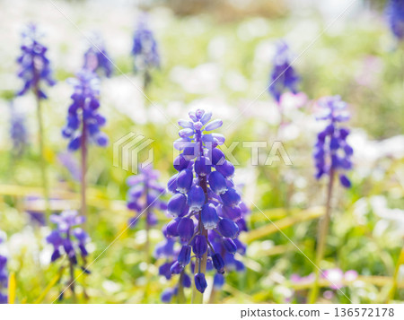 Image of spring muscari 136572178