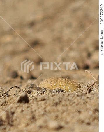 田間幼蟲 136572240