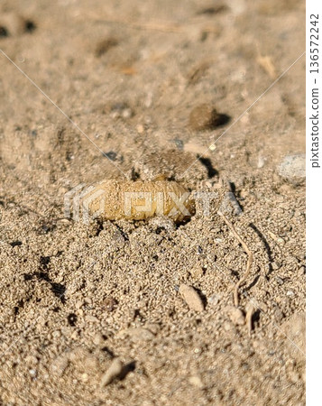Field larva Field larva 136572242