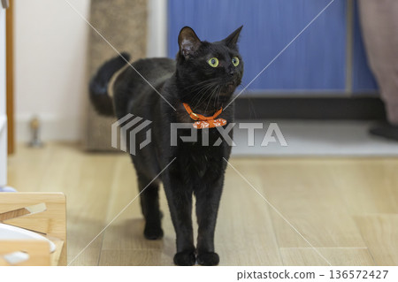 Black cat  136572427