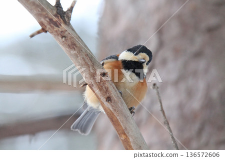 各種山雀，北海道野鳥 136572606
