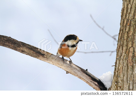 各種山雀，北海道野鳥 136572611