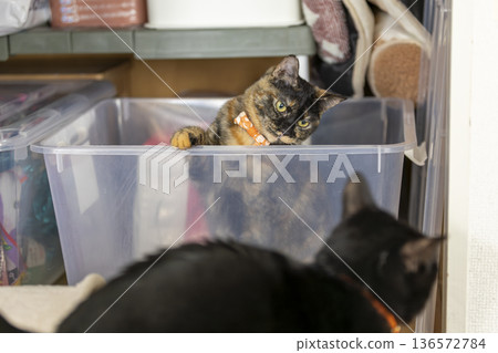 Sabi cat Sabi cat 136572784