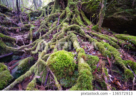 Japan's most beautiful moss forest: Yakushima National Park (Winter) 136572913