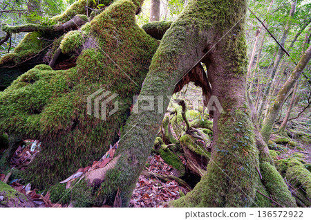 日本最美的苔蘚森林:屋久島國立公園(冬季) 日本最美的苔蘚森林:屋久島國立公園(冬季) 136572922