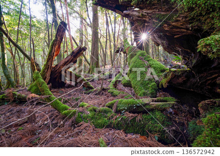日本最美的苔蘚森林：屋久島國立公園（冬季） 136572942