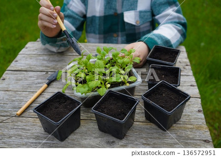 The farmer handles the slender aster stems gently while moving them to their new potted homes. The farmer handles the slender aster stems gently while moving them to their new potted homes. 136572951