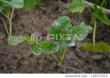 A farm worker sprinkles wood ash over the cabbage heads as a natural method to protect them from insect pests. A farm worker sprinkles wood ash over the cabbage heads as a natural method to protect them from insect pests. 136572958
