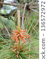 Image of male pine flowers 136572972