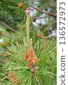 Image of male pine flowers 136572973