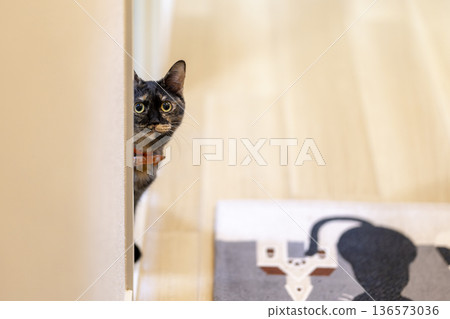 Sabi cat Sabi cat 136573036