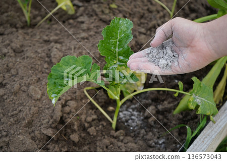 Applying a layer of ash, the gardener creates a natural barrier to shield the cabbages from destructive insects. 136573043