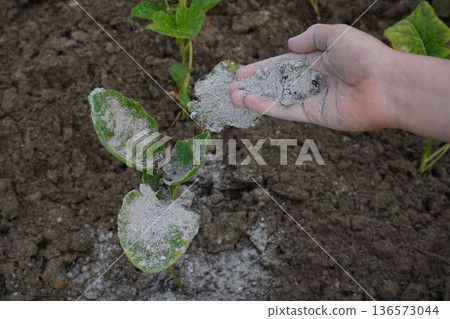 Using ashes as a traditional repellent, a worker covers the cabbage plants to keep pests at bay. Using ashes as a traditional repellent, a worker covers the cabbage plants to keep pests at bay. 136573044