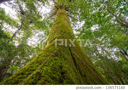 屋久島國立公園裡美麗的、長滿苔蘚的屋久杉（冬季） 136573180