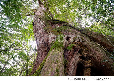 Nameless large Yakusugi cedar tree, Yakushima National Park (winter) 136573368