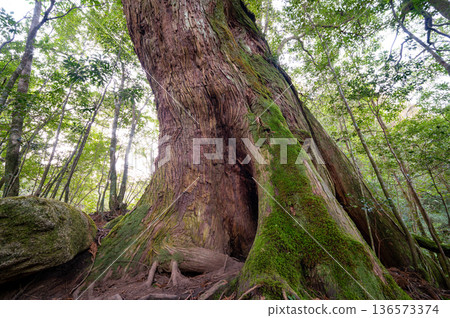 Nameless large Yakusugi cedar tree, Yakushima National Park (winter) 136573374