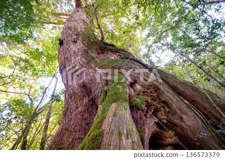 Nameless large Yakusugi cedar tree, Yakushima National Park (winter) Nameless large Yakusugi cedar tree, Yakushima National Park (winter) 136573379