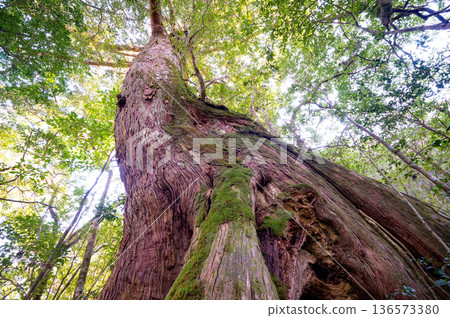 Nameless large Yakusugi cedar tree, Yakushima National Park (winter) Nameless large Yakusugi cedar tree, Yakushima National Park (winter) 136573380