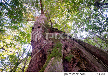 Nameless large Yakusugi cedar tree, Yakushima National Park (winter) 136573381