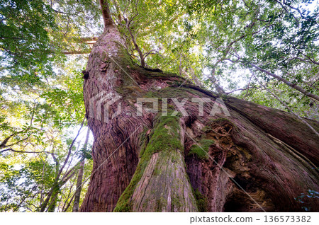 Nameless large Yakusugi cedar tree, Yakushima National Park (winter) Nameless large Yakusugi cedar tree, Yakushima National Park (winter) 136573382