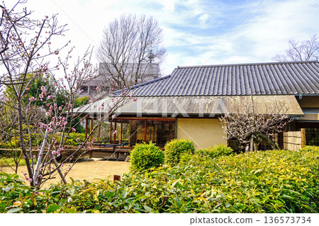 東京世田谷區羽根木公園梅園內的清心堂梅花節 136573734