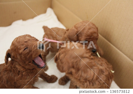 打哈欠的玩具貴賓犬寶寶 136573812