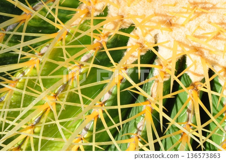 仙人掌金鯉魚的特寫 仙人掌金鯉魚的特寫 136573863