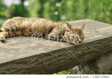 Stray cats during a nap Stray cats during a nap 136573865