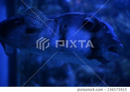 Ishigaki pufferfish swimming leisurely 136573915
