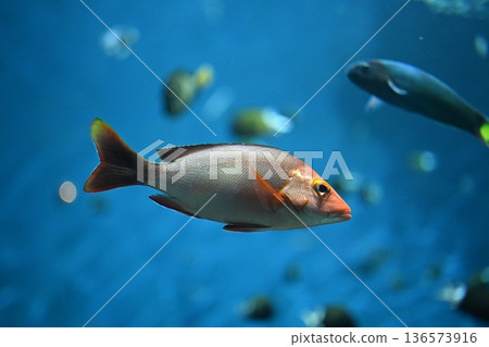 形狀優美的小鯛魚 136573916