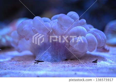 Soft-looking water coral 1 136573917