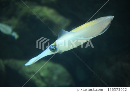 優雅大鰭礁魷 1 136573922